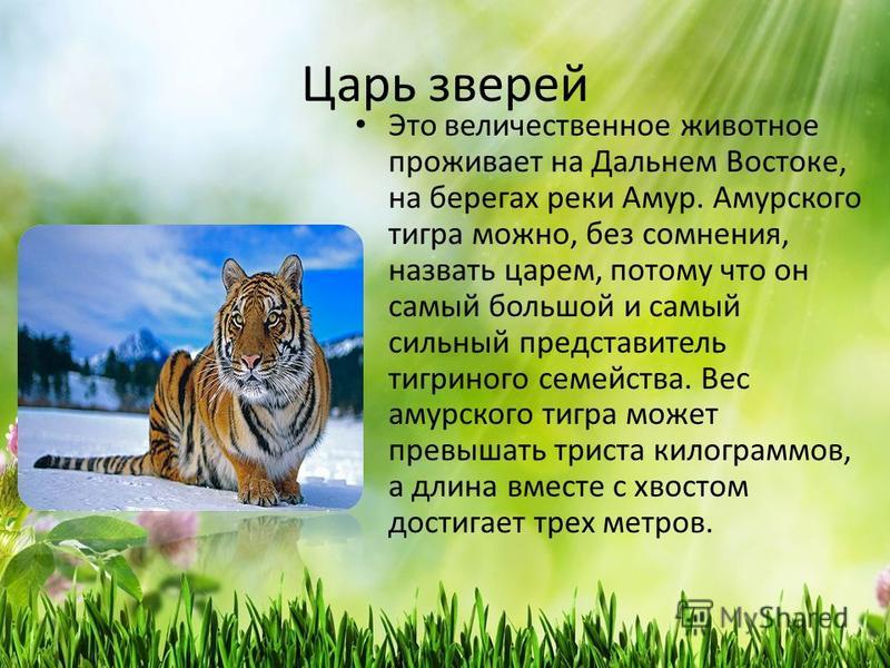 Царь зверей Это величественное животное проживает на Дальнем Востоке, на берегах реки Амур. Амурского тигра можно, без сомнения, назвать царем, потому что он самый большой и самый сильный представитель тигриного семейства. Вес амурского тигра может п