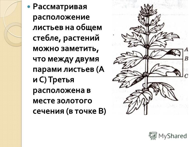 Презентация на тему: "Симметрия в мире растений подготовила группа "Ботаники"".