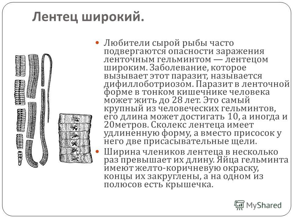 самый крупный паразит человека самый крупный паразит человека