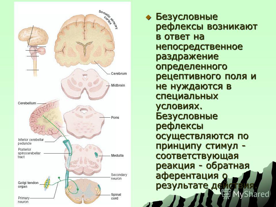 Безусловные пищевые рефлексы связаны с Безусловные пищевые рефлексы связаны с
