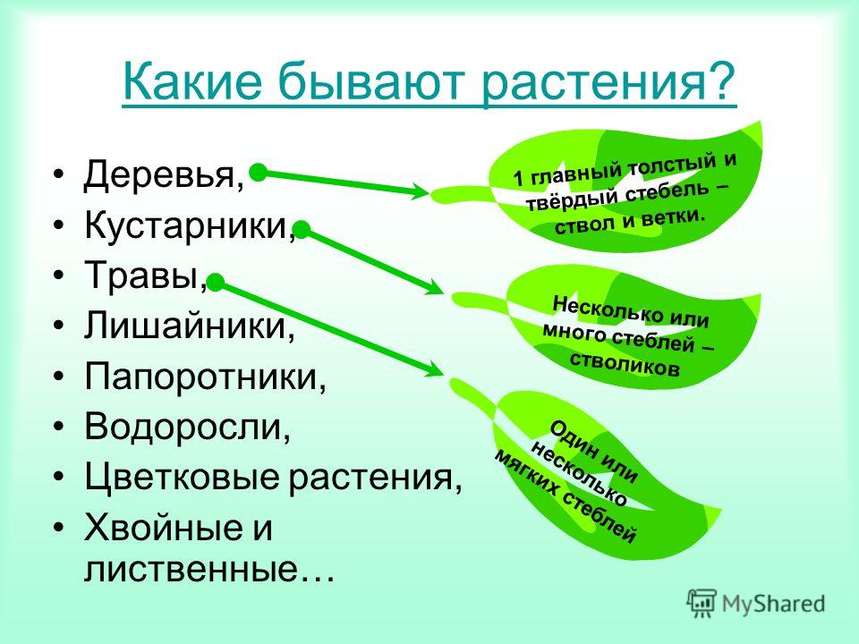 салон спа крем для бюста отзывы салон спа крем для бюста отзывы