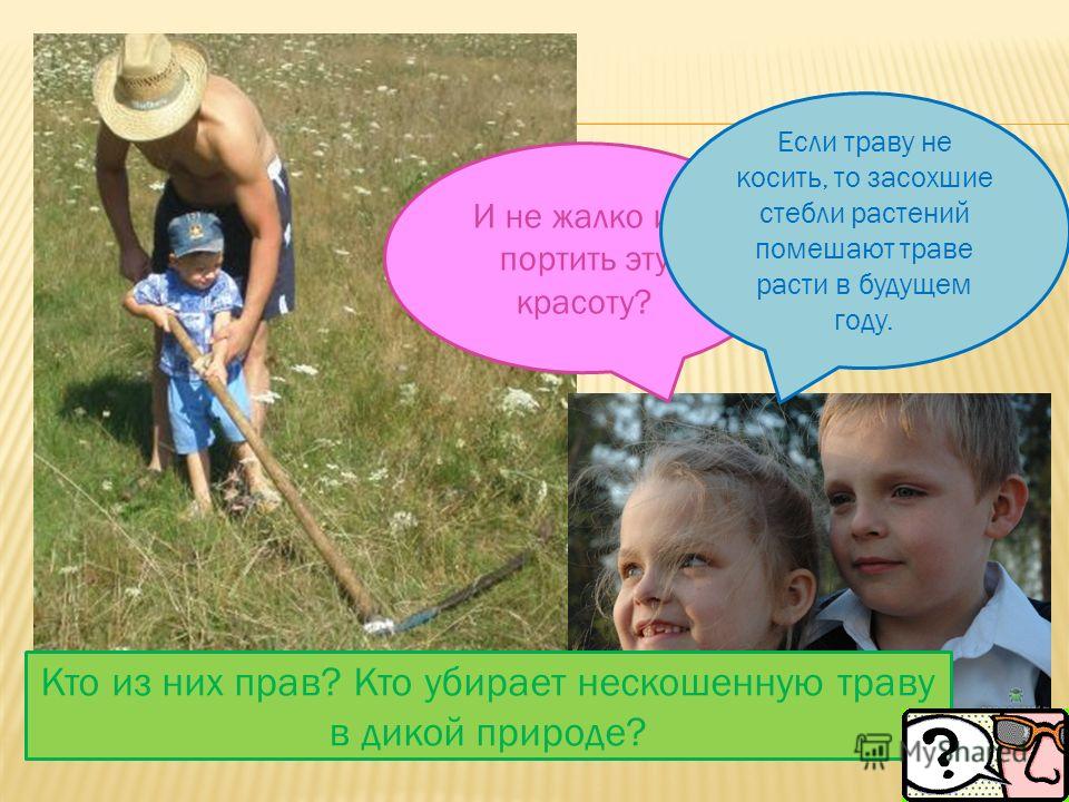 Какие животные связаны с растениями Какие животные связаны с растениями