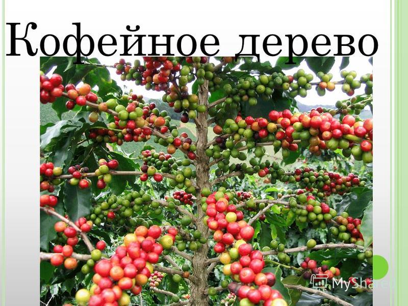 Кофейное дерево