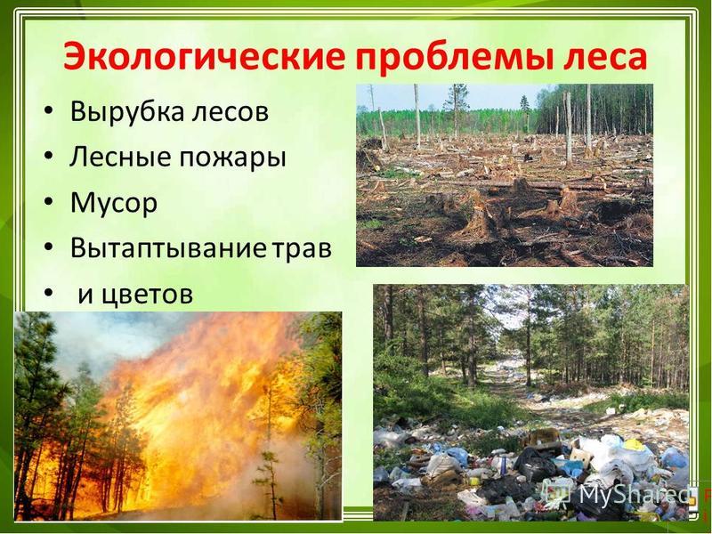 Экологические проблемы леса Вырубка лесов Лесные пожары Мусор Вытаптывание трав и цветов