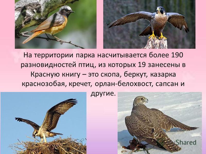 На территории парка насчитывается более 190 разновидностей птиц, из которых 19 занесены в Красную книгу – это скопа, беркут, казарка краснозобая, кречет, орлан-белохвост, сапсан и другие.