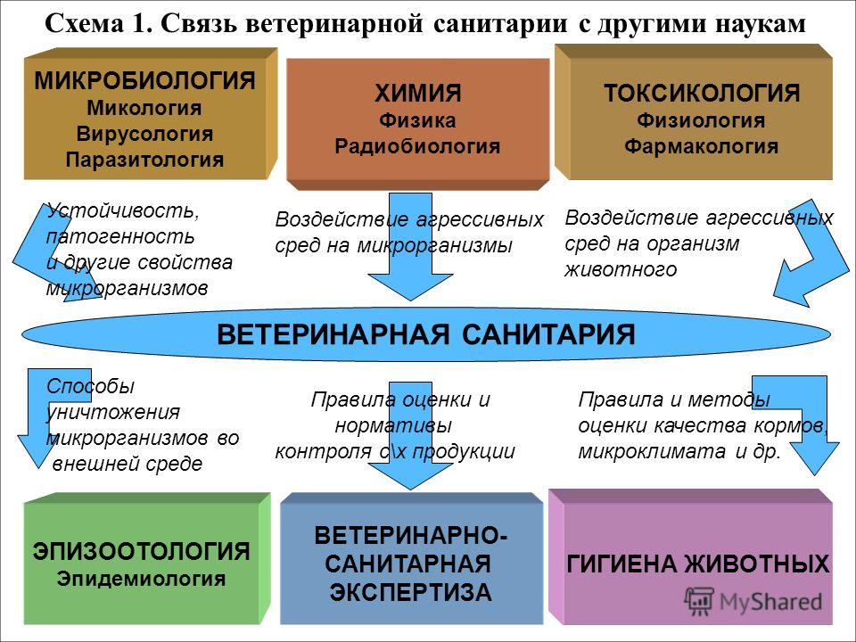 санитария доклад и гигиена
