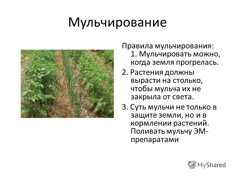 Посев зелёная редька Посев зелёная редька