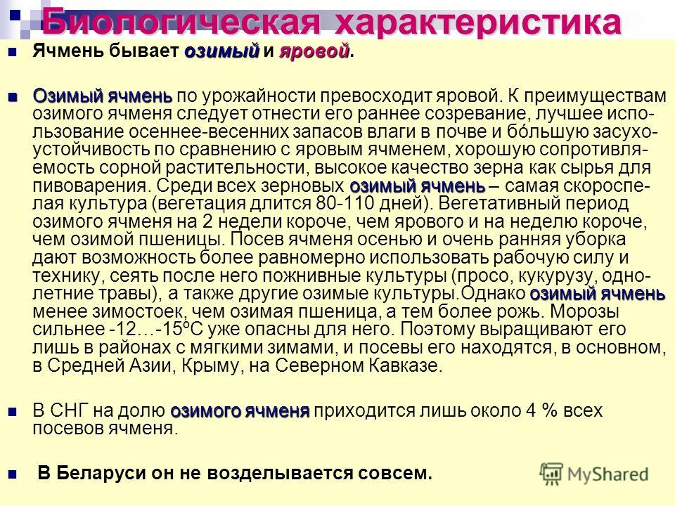 Посев озимой пшеницы по озимой пшенице Посев озимой пшеницы по озимой пшенице