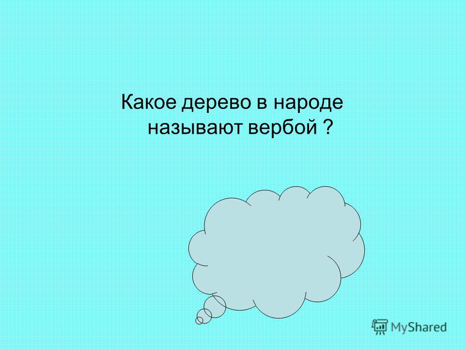 Дерево из которых плетут корзины Дерево из которых плетут корзины