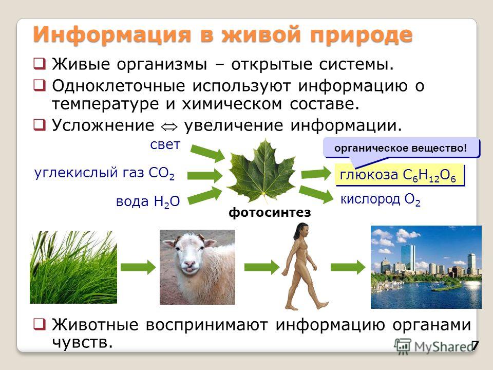 Картинки информация в живой природе Картинки информация в живой природе