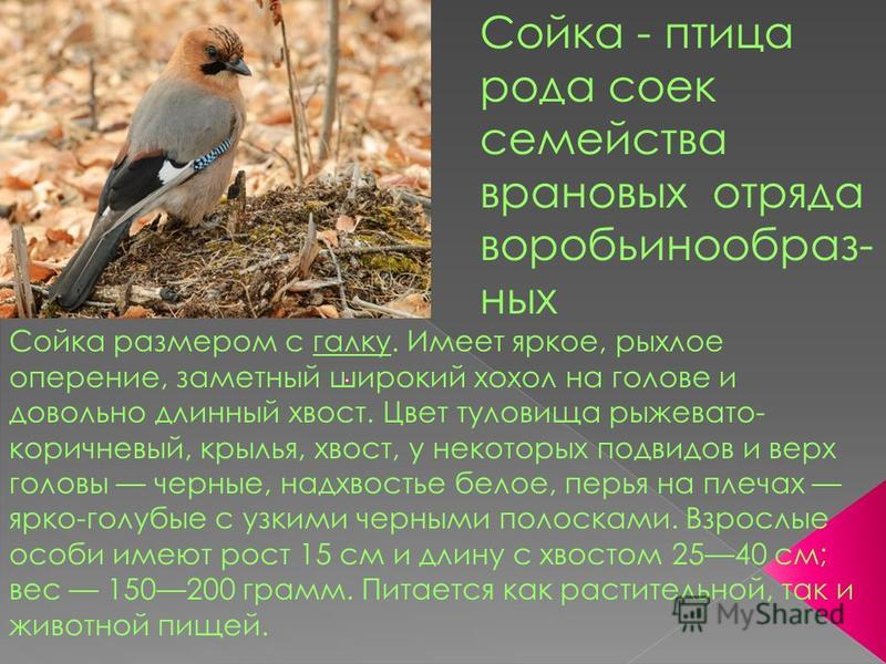 Кроссворды по биологии 7 класс мелкая птица семейство совиных