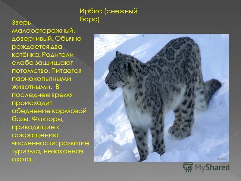 Животные Алтайского Края Фото
