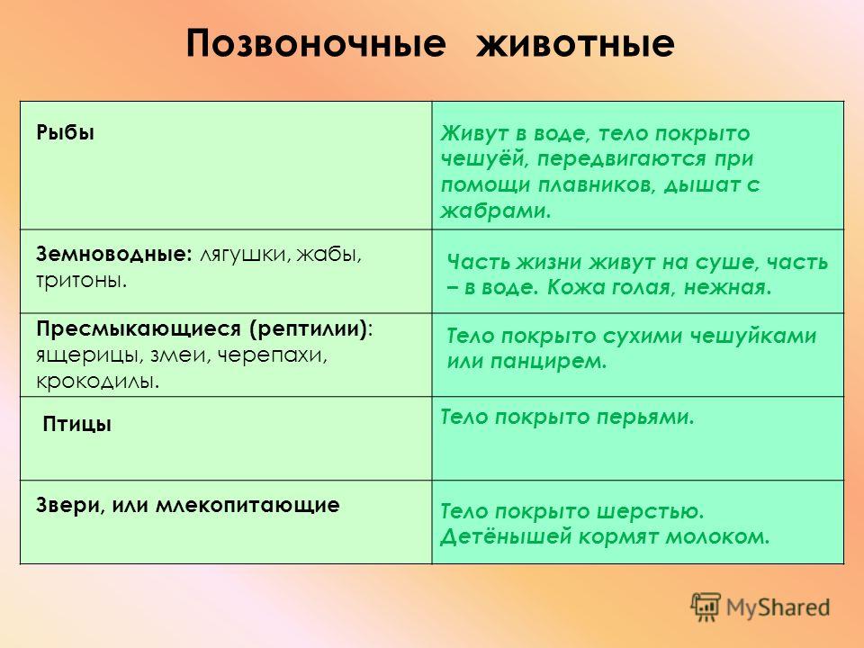 Позвоночные животные рыбы живут в Позвоночные животные рыбы живут в