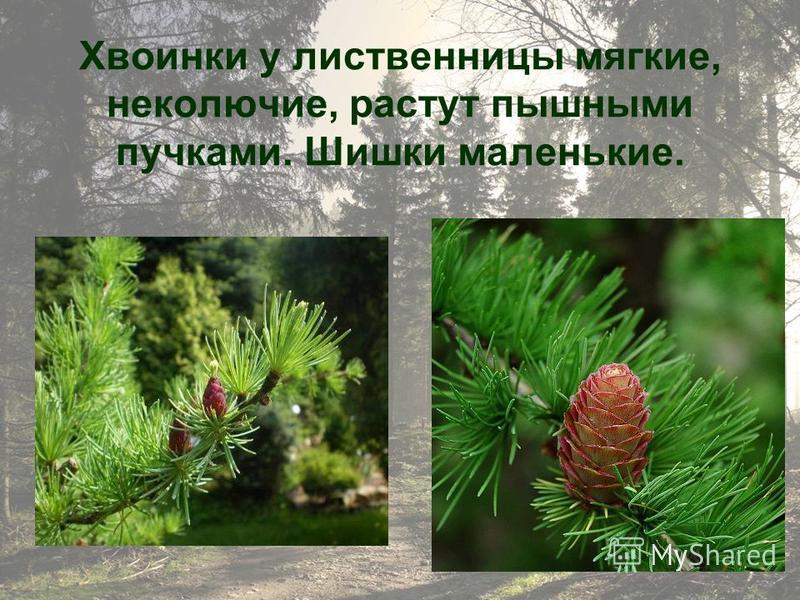 Длина хвои фото Shkola-2.ru