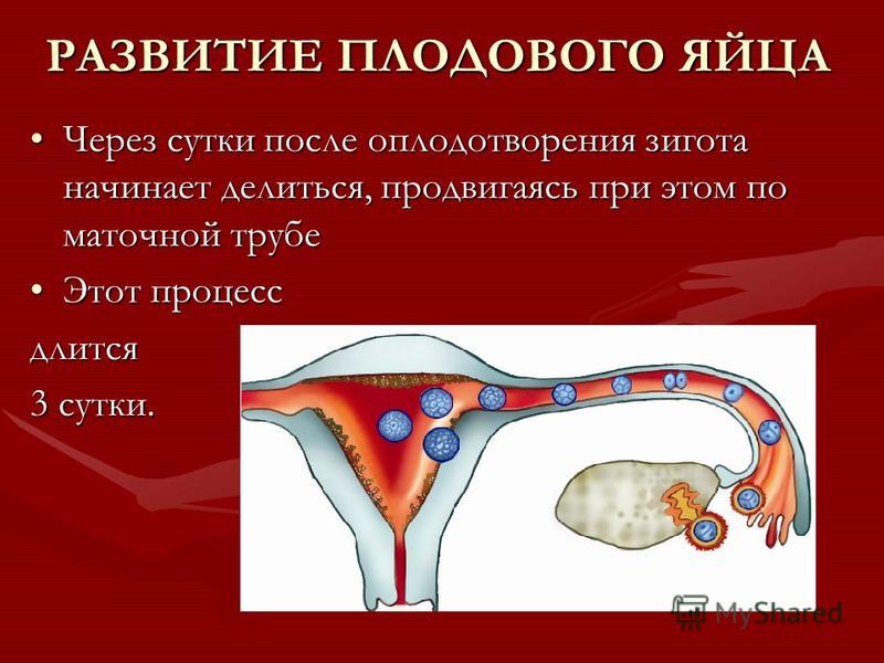 Физиология беременности презентация