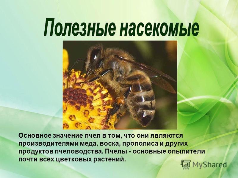 Основное значение пчел в том, что они являются производителями меда, воска, прополиса и других продуктов пчеловодства. Пчелы - основные опылители почти всех цветковых растений.