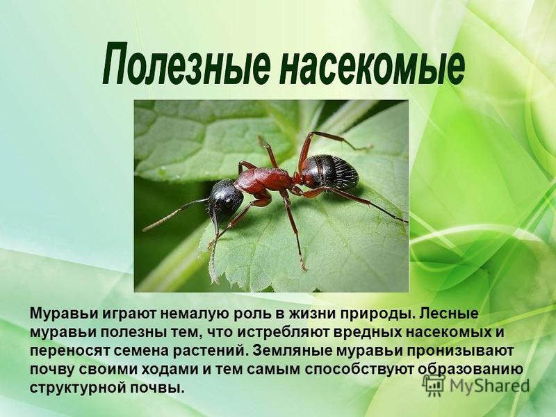 Муравьи играют немалую роль в жизни природы. Лесные муравьи полезны тем, что истребляют вредных насекомых и переносят семена растений. Земляные муравьи пронизывают почву своими ходами и тем самым способствуют образованию структурной почвы.