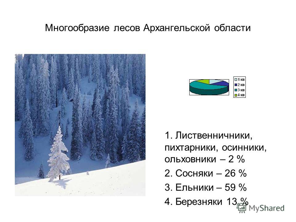 Ель Сосна Презентация Ель Сосна Презентация