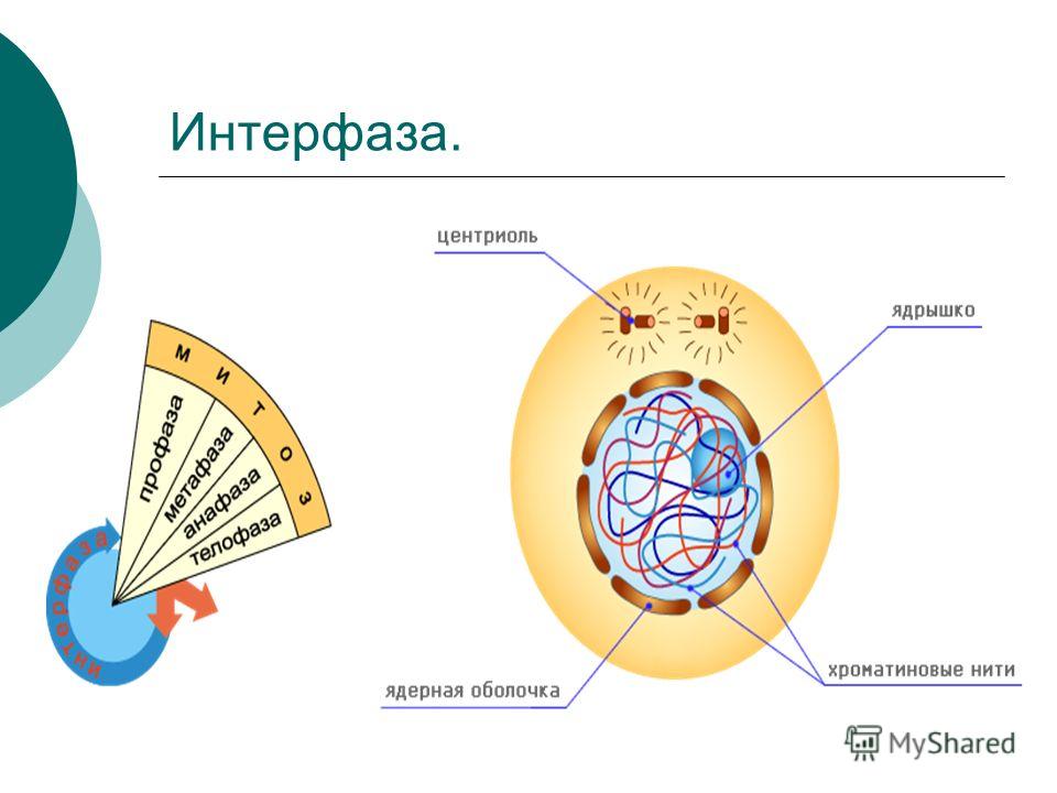 период между двумя делениями клетки называется