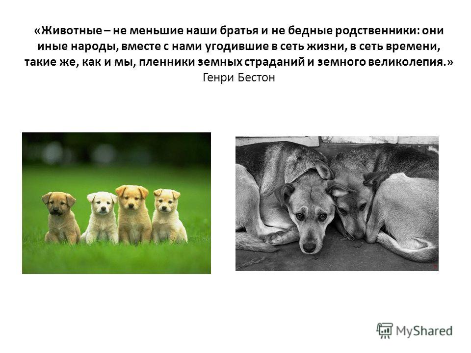 Презентация На Тему Животные Братья Наши Меньшие Презентация На Тему Животные Братья Наши Меньшие