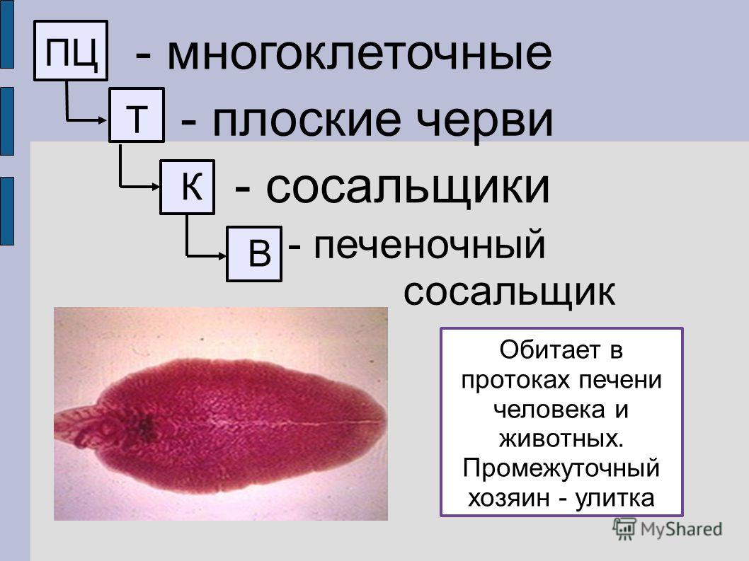 жизненный цикл паразитов человеке жизненный цикл паразитов человеке