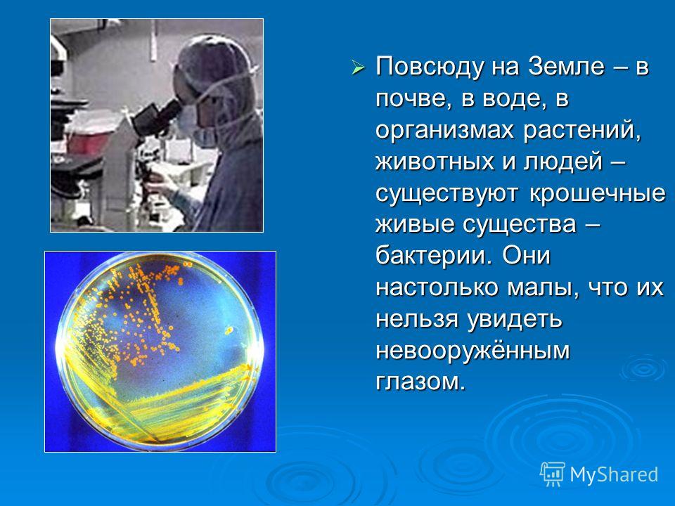 грибок ногтей паразиты в организме грибок ногтей паразиты в организме