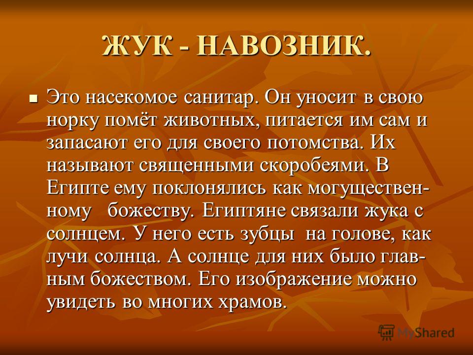 Презентация На Тему Жуки Презентация На Тему Жуки