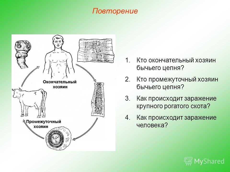 окончательный хозяин паразита человек окончательный хозяин паразита человек