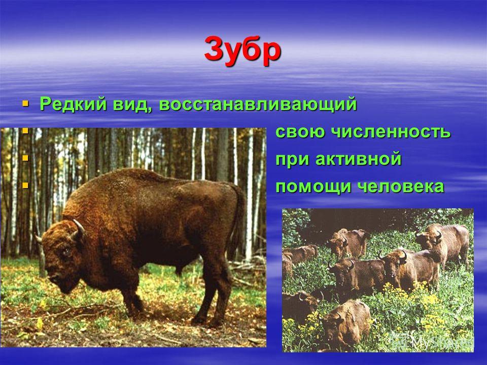 Белый Тигр книга скачать