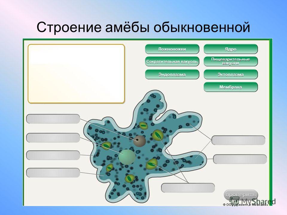 жгутиконосцы паразиты человека жгутиконосцы паразиты человека