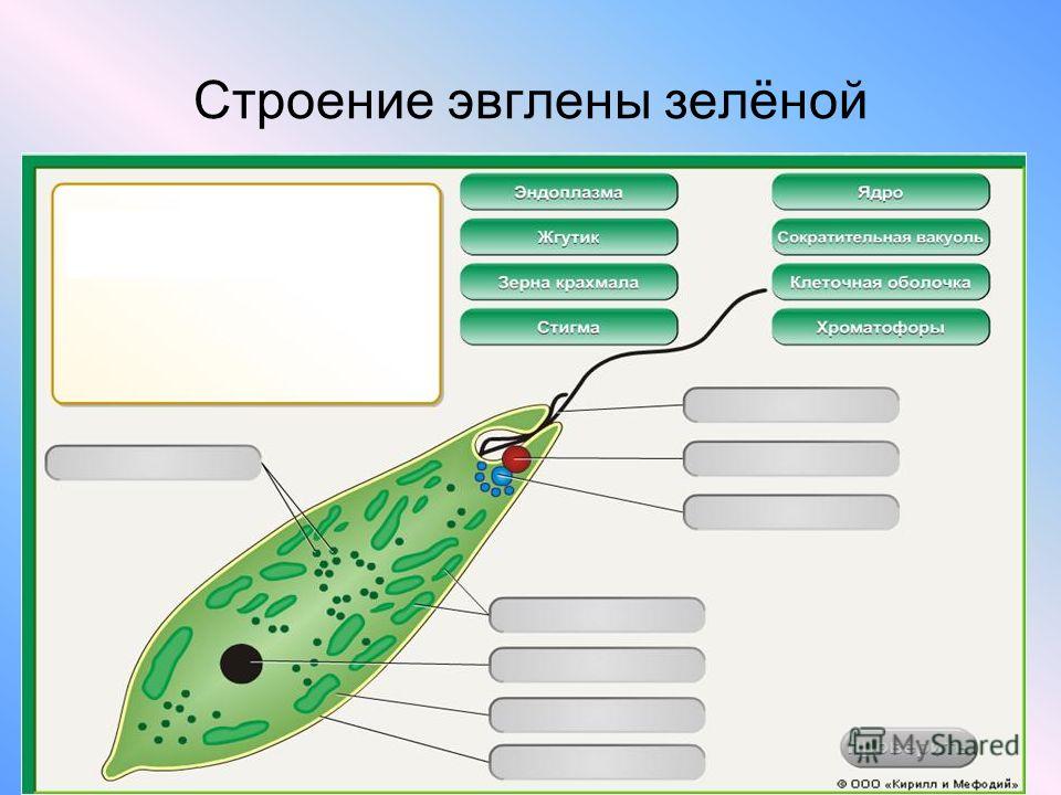 простейшие паразиты человека симптомы простейшие паразиты человека симптомы