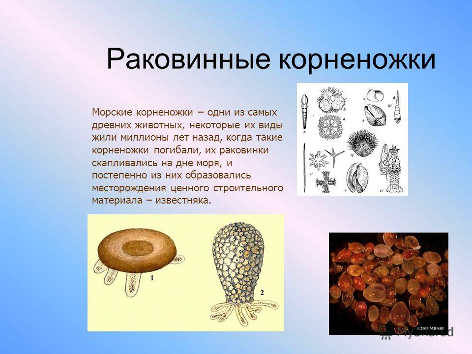 паразиты в кишечнике человека фото паразиты в кишечнике человека фото