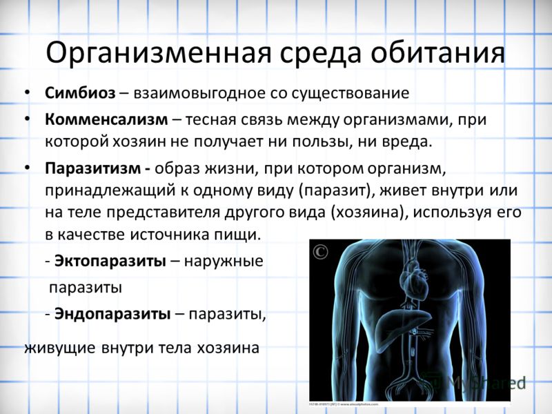 паразиты живущие в теле человека фото паразиты живущие в теле человека фото
