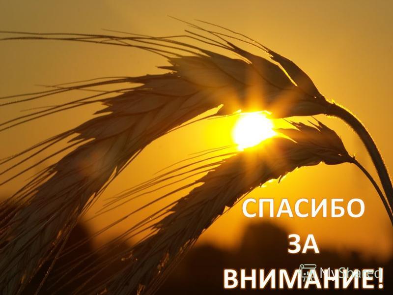 Прогноз цен на зерно в 2019 году в России Прогноз цен на зерно в 2019 году в России