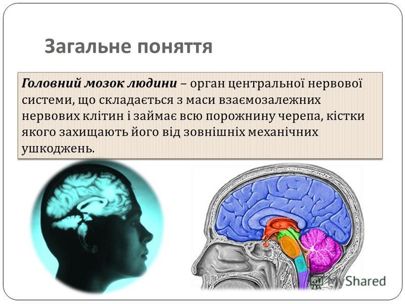 Реферат: Головний мозок 2
