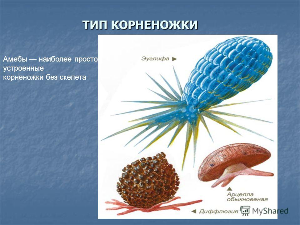 жгутиконосцы паразиты человека жгутиконосцы паразиты человека