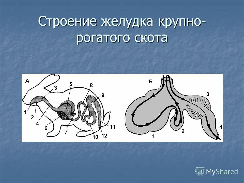 паразиты клетках человека паразиты клетках человека
