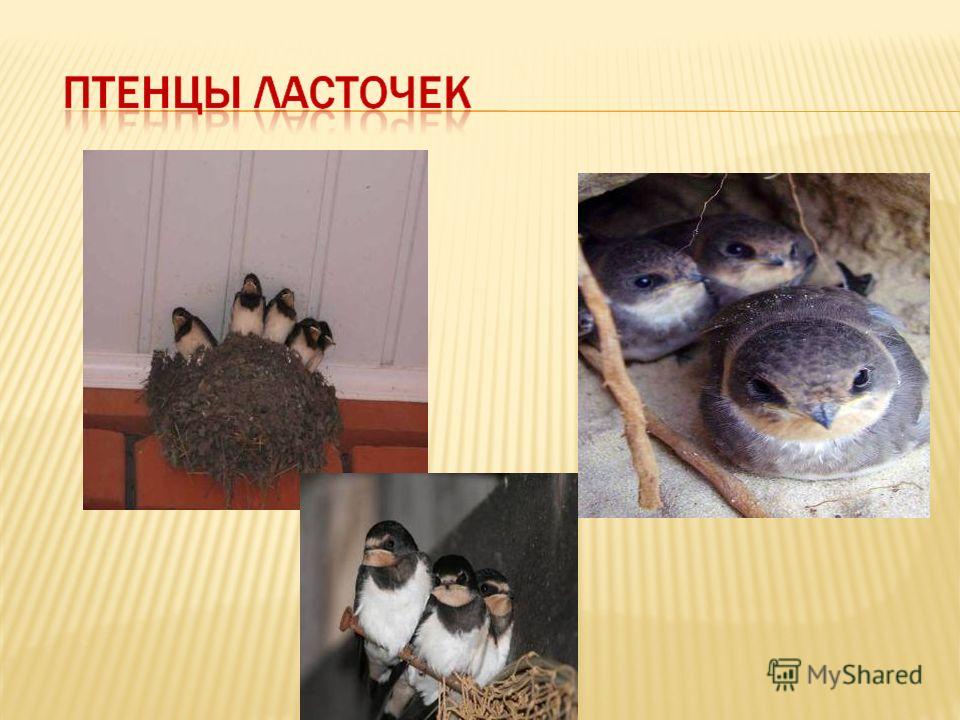 Скачать пословицы востока Скачать пословицы востока