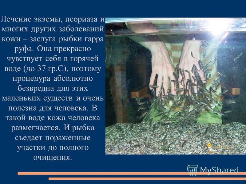 Гарра руфа рыбки уход за ними Гарра руфа рыбки уход за ними