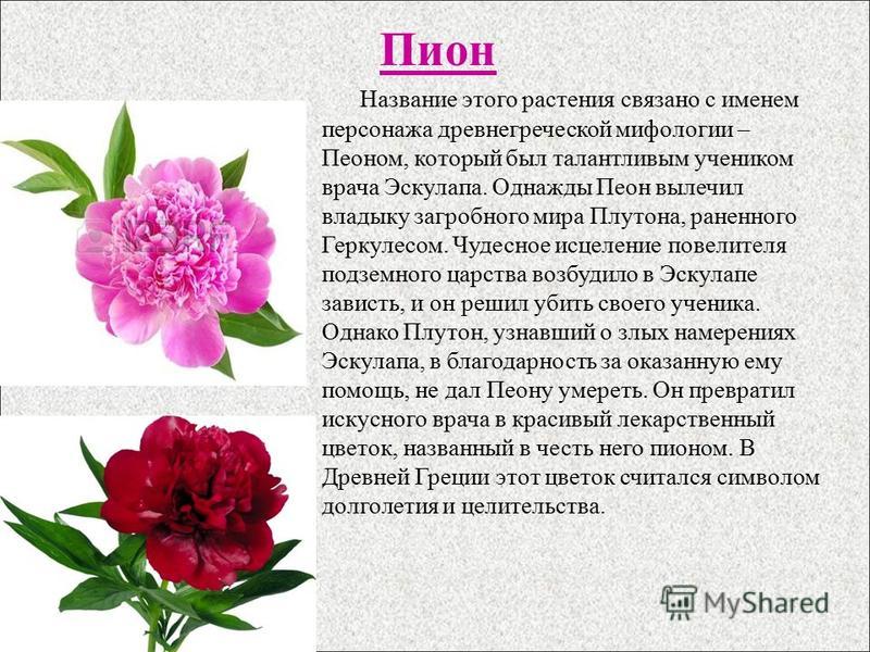 Цветок с женским и мужским именем Цветок с женским и мужским именем