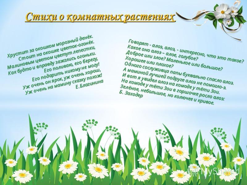 Стих о комнатных цветках Стих о комнатных цветках