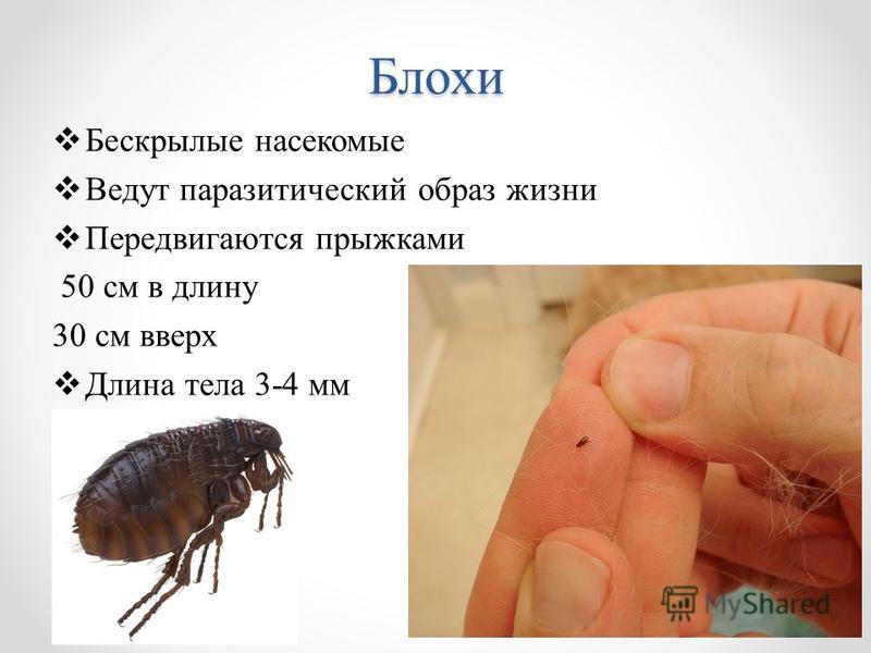 Блохи Бескрылые насекомые Ведут паразитический образ жизни Передвигаются прыжками 50 см в длину 30 см вверх Длина тела 3-4 мм