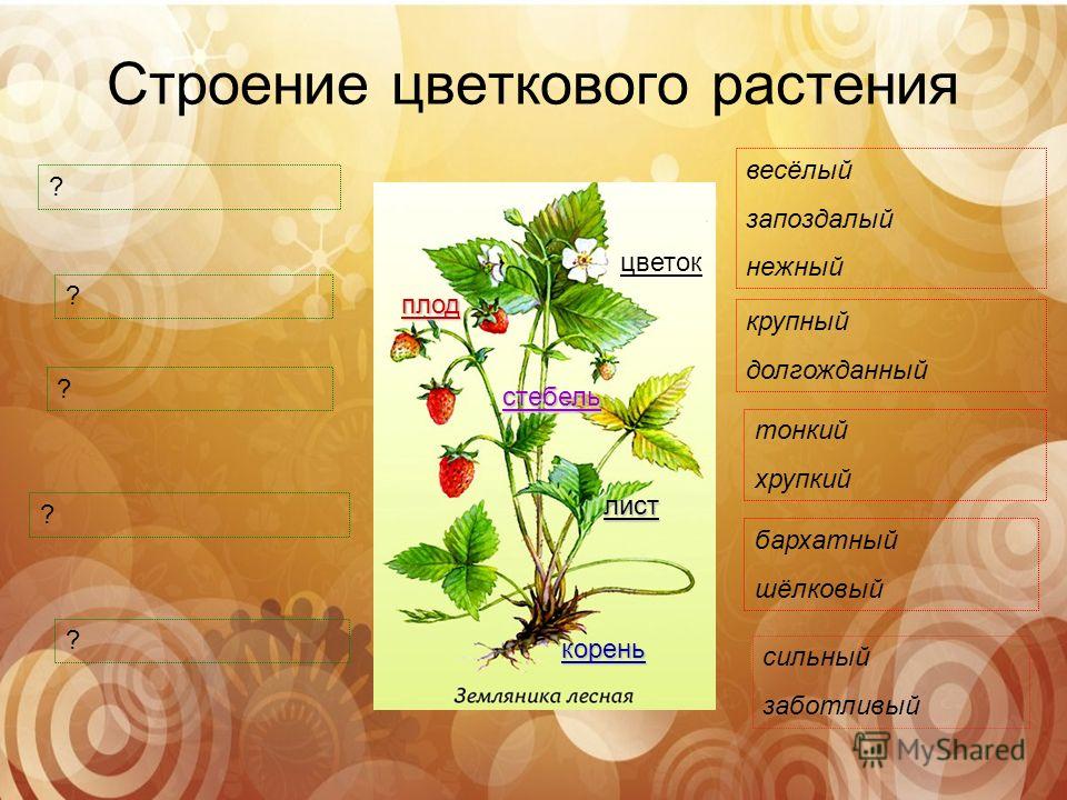 Белый лист цветок плод Белый лист цветок плод