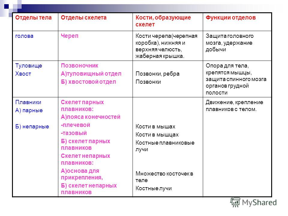 Грудной позвоночник скелет Грудной позвоночник скелет