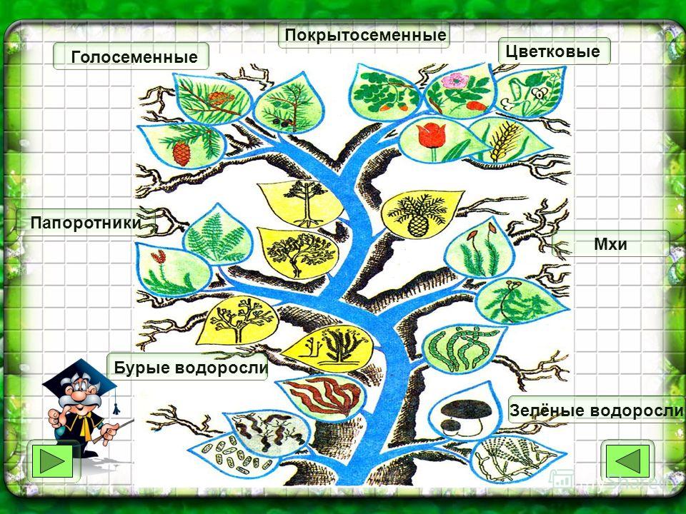 Перспективное комплексно тематическое планирование работы с детьми среднего возраста овощиа