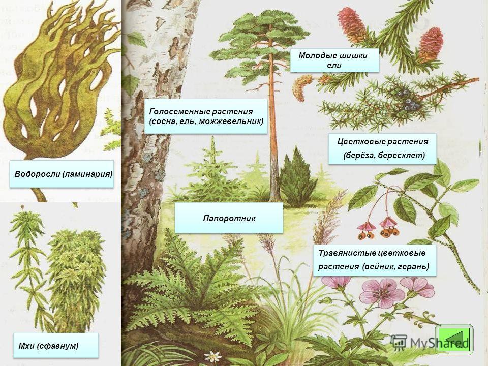 Тематическое планирование география 6 класс 1 час в неделю герасимова