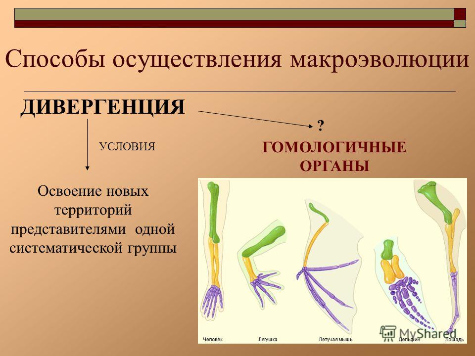Презентация Видообразование 11 Класс Биология