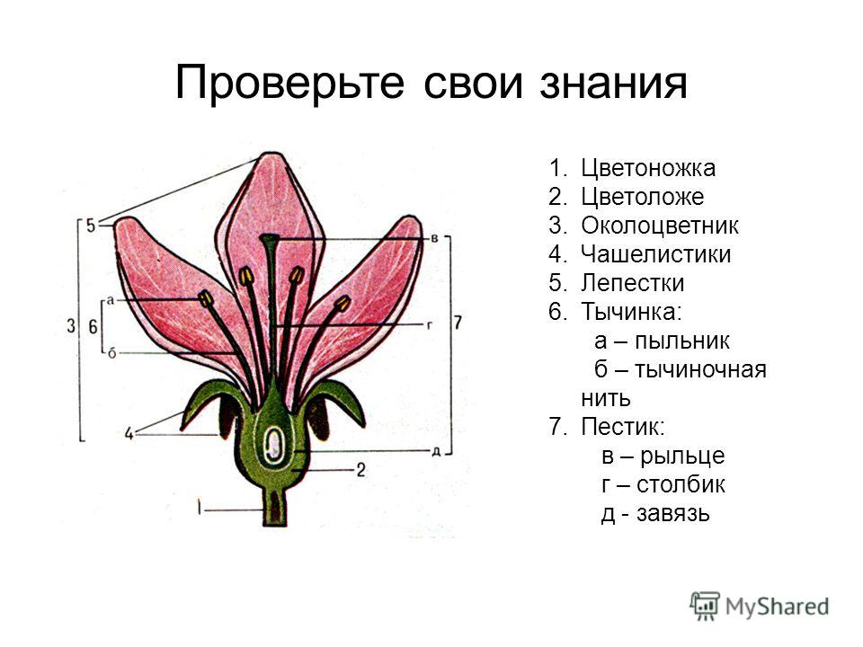 Рисунок цветок липы Рисунок цветок липы