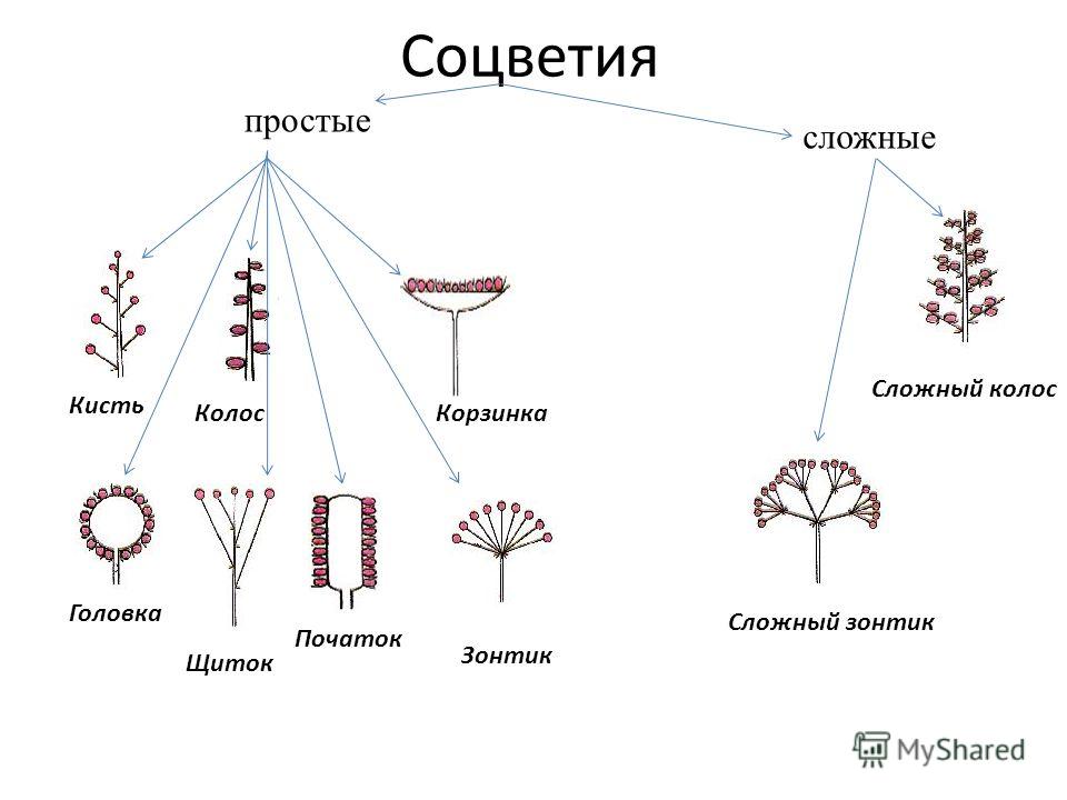 Самый большой цветок у растений Самый большой цветок у растений