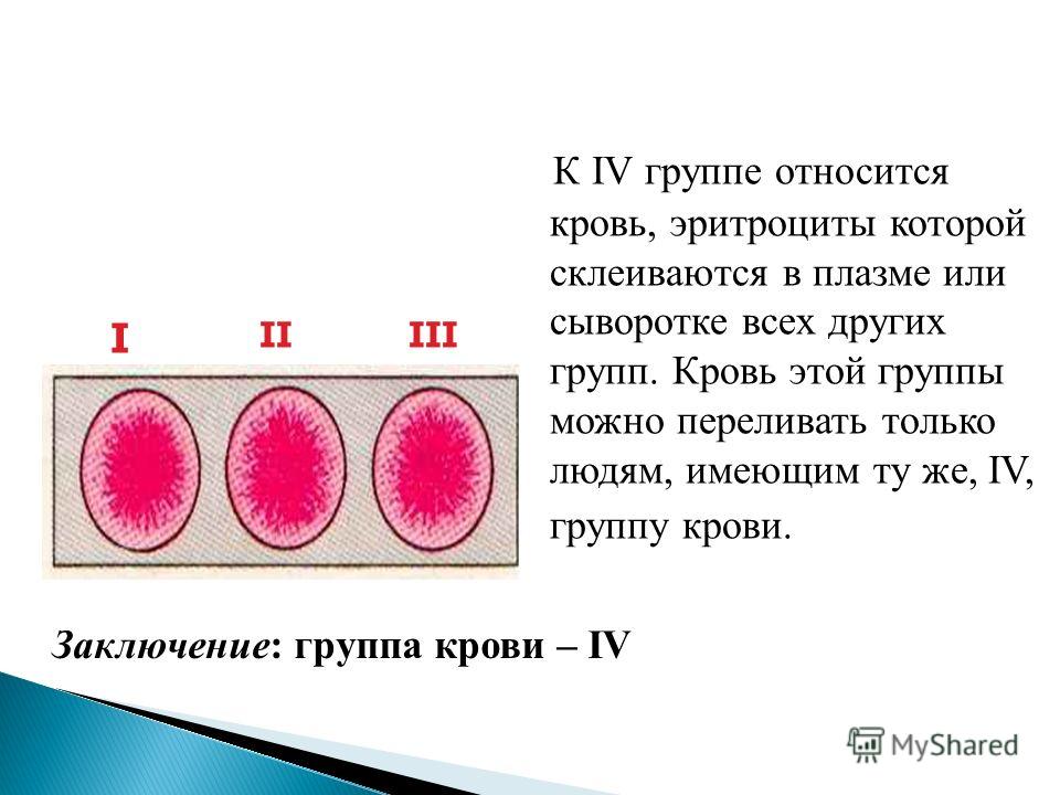 К IV группе относится кровь, эритроциты которой склеиваются в плазме или сыворотке всех других групп. Кровь этой группы можно переливать только людям,